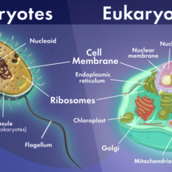 Prokaryotic and eukaryotic pogil answers