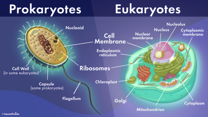 Prokaryotic and eukaryotic pogil answers