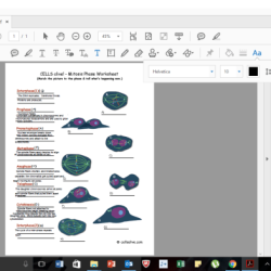 Cells alive mitosis phase worksheet