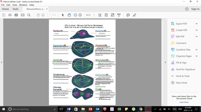 Cells alive mitosis phase worksheet