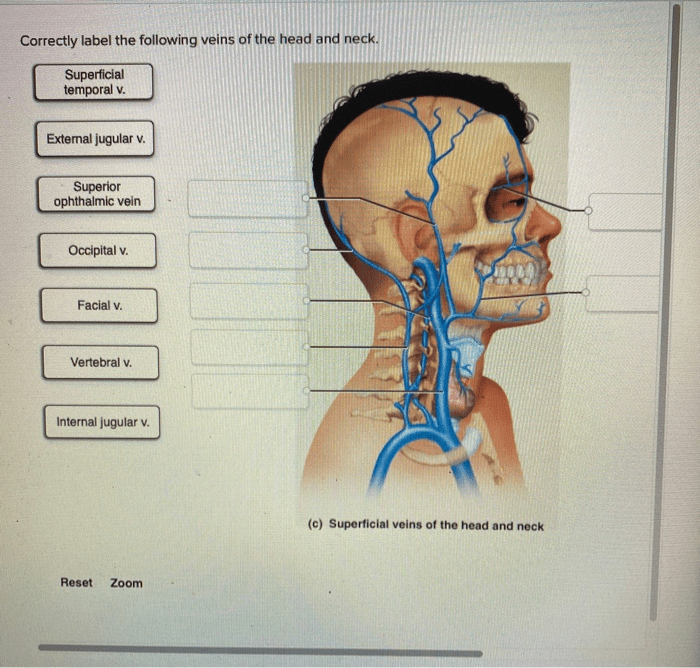 Correctly match the following: pronation.