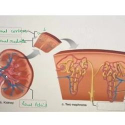 Match reproductive correctly terms chapter following system