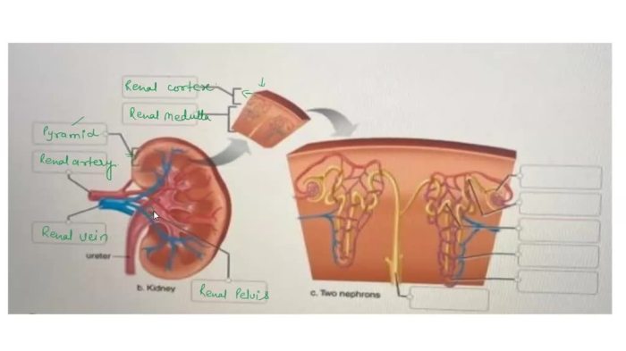 Match reproductive correctly terms chapter following system