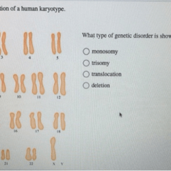 The image portrays a representation of a human karyotype