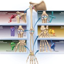 Skeletal joints synovial joint physiology functions nurseslabs nurses gliding nursing