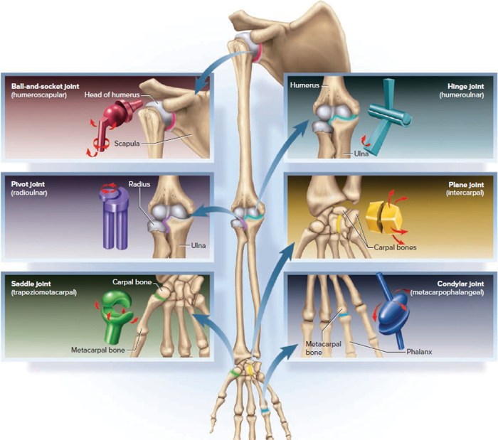 Skeletal joints synovial joint physiology functions nurseslabs nurses gliding nursing