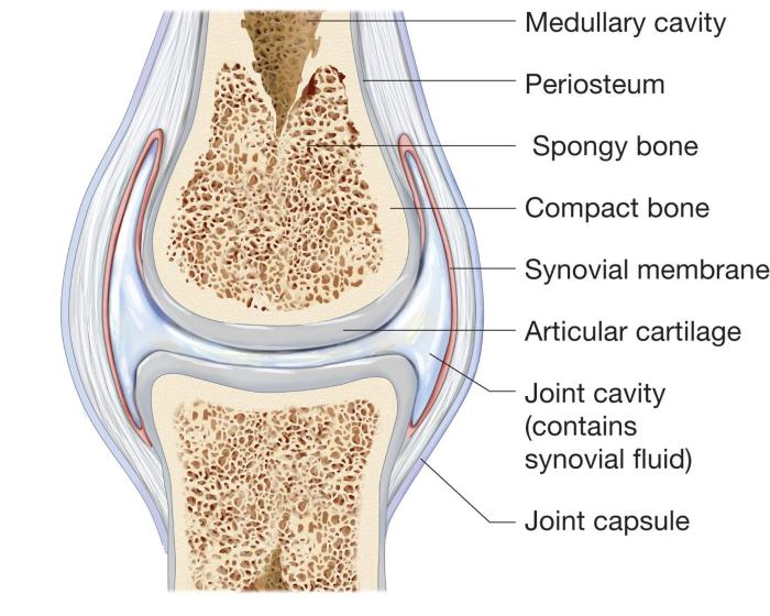 Click on all the synovial joints in this picture.